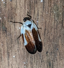 Sphenorhina quadrifera
