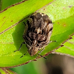 Homaemus variegatus