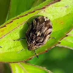 Homaemus variegatus