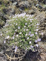 Phlox speciosa