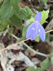 Megalochlamys revoluta