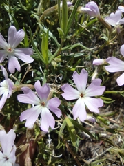Phlox speciosa