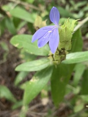 Megalochlamys revoluta
