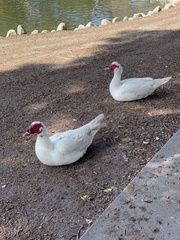 Cairina moschata domestica