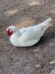 Cairina moschata domestica