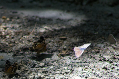 Leptotes marina