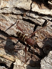 Neoclytus acuminatus