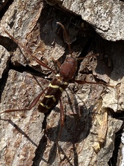 Neoclytus acuminatus