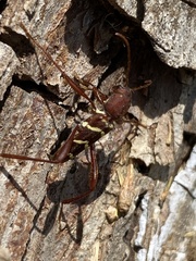 Neoclytus acuminatus