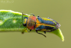 Bilyaxia