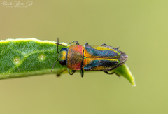 Bilyaxia