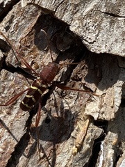 Neoclytus acuminatus