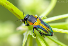 Bilyaxia obscurata