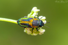 Bilyaxia obscurata