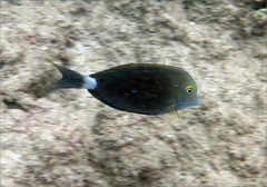 Acanthurus nigroris