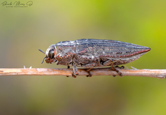 Ectinogonia buquetii