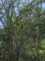 Albizia forbesii