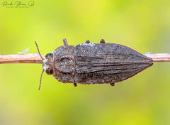 Ectinogonia buquetii