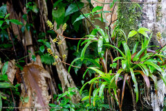 Guzmania rhonhofiana