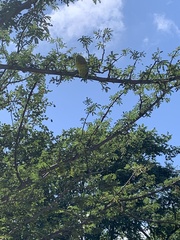Albizia forbesii
