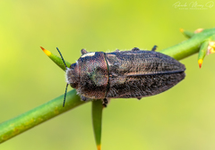 Tyndaris marginella