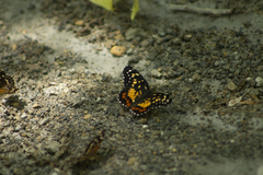 Chlosyne melitaeoides