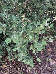 Androstachys johnsonii