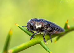 Tyndaris marginella