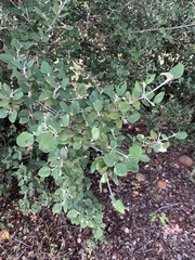 Androstachys johnsonii