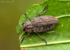 Chrysobothris bothrideres bothrideres