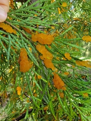 Gymnotelium blasdaleanum