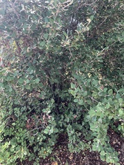 Androstachys johnsonii