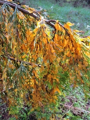 Gymnotelium blasdaleanum