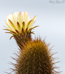 Trichocereus