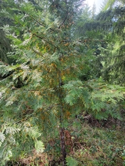 Gymnotelium blasdaleanum