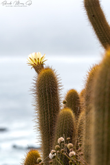 Trichocereus