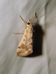 Tegostoma comparalis