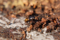 Chilothorax