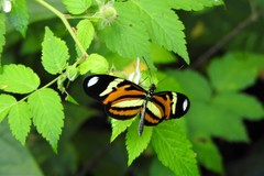 Heliconius ethilla