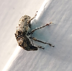 Toxonotus fascicularis