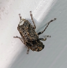 Toxonotus fascicularis