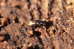 Chilothorax