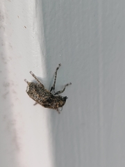 Toxonotus fascicularis