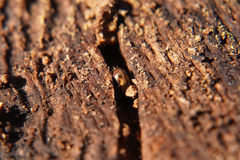 Chilothorax