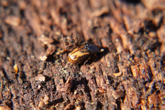 Chilothorax