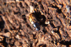 Chilothorax