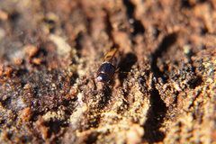 Chilothorax