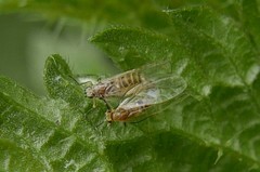 Trioza urticae