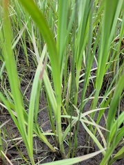 Carex lyngbyei