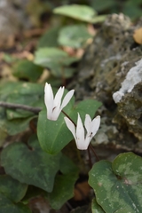 Cyclamen creticum
